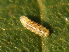 Ladybird Beetle larva